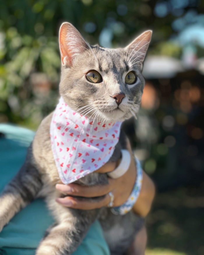 Bandanas