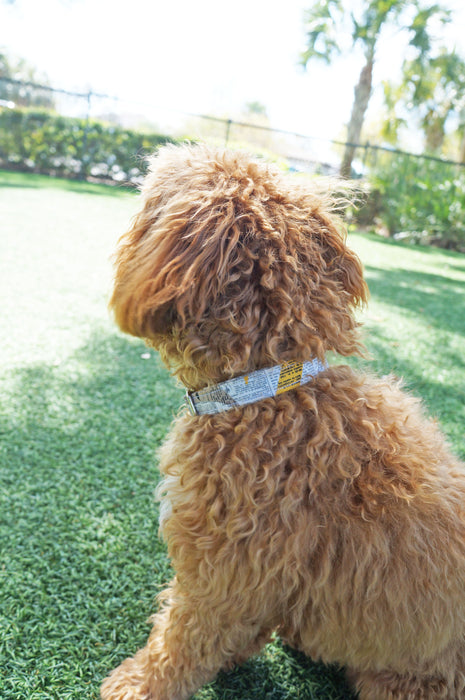 Fine Print Dog Collar