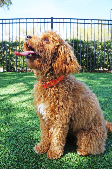 Orange Zest Dog Collar
