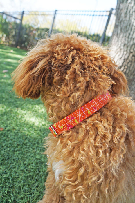 Orange Zest Dog Collar