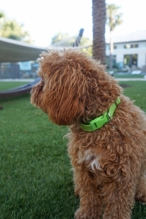 Neon Groove Dog Collar