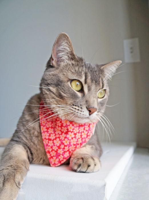 Fuchsia Floral Pet Bandanas