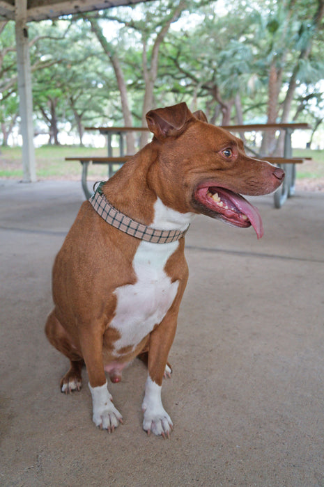 Beige Plaid Dog Collar