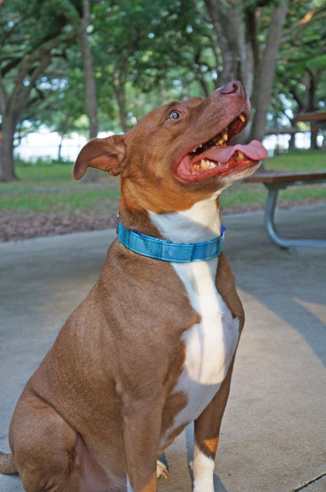 Clearwater Blue Dog Collar