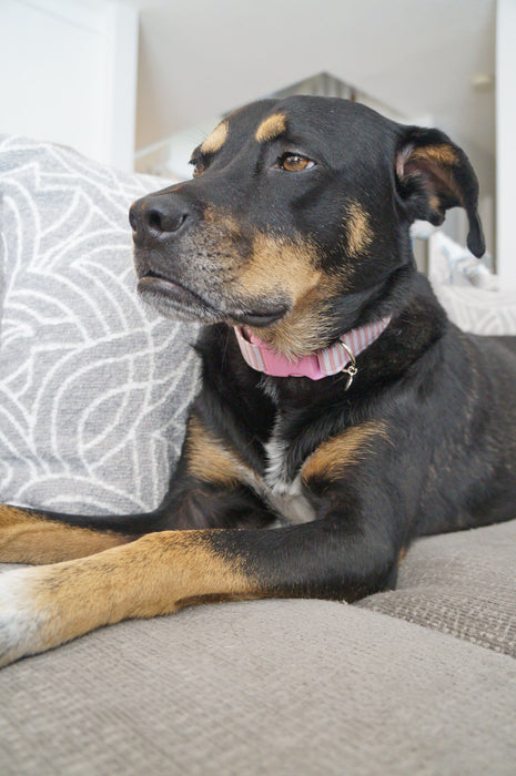 Rose Striped Dog Collar