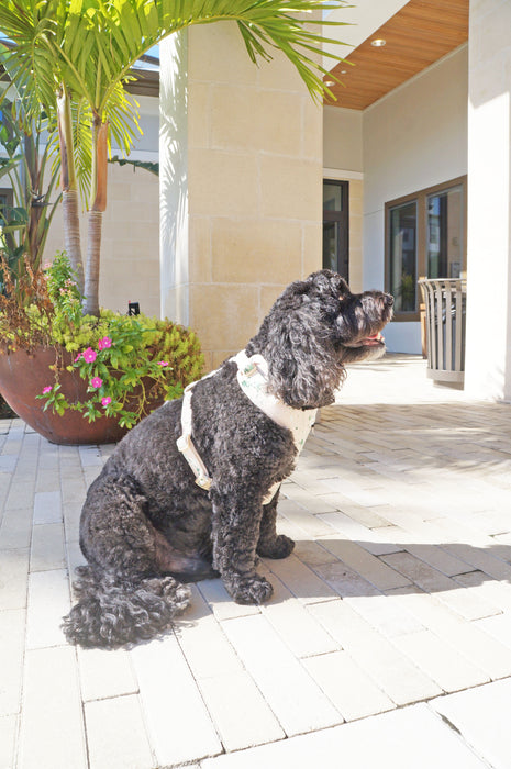 Art Splash Dog Harness