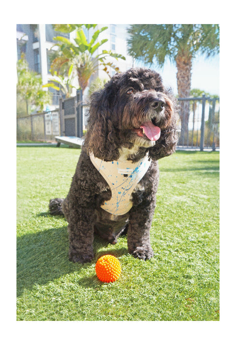 Art Splash Dog Harness