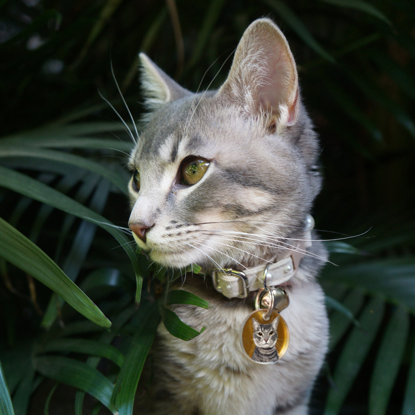 Kiwi cat collar best sale