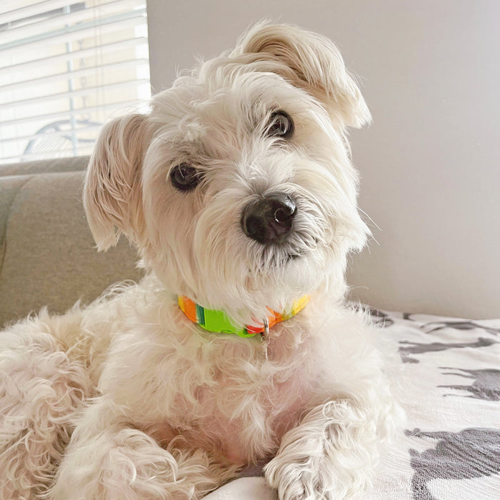Neon Summer Dog Collar