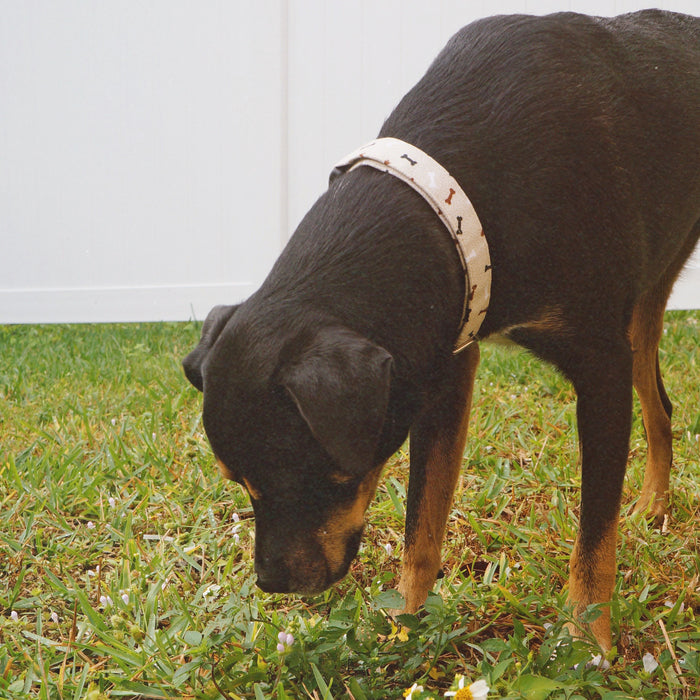 Doggy Bones Dog Collar