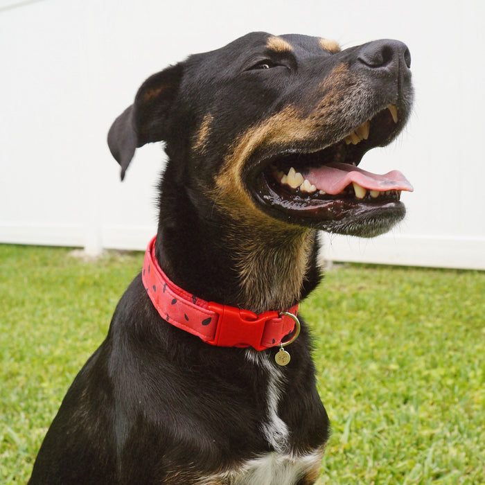 Watermelon Seeds Dog Collar