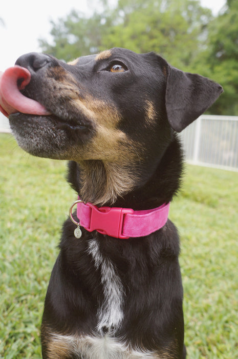 Fuchsia Dog Collar
