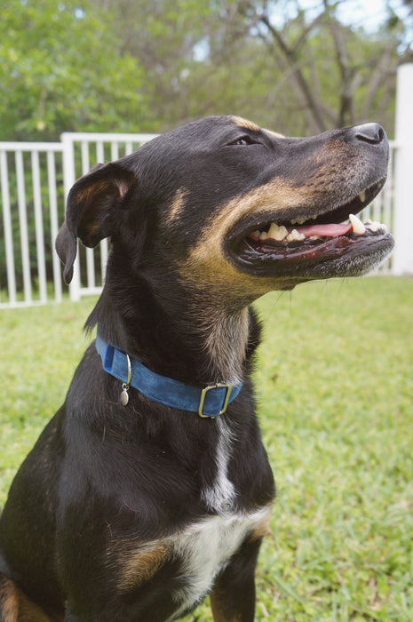 Navy Dog Collar