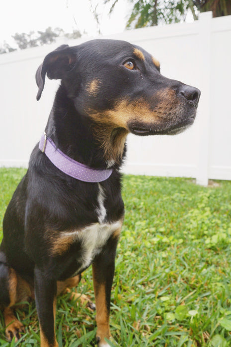 Lilac Dotted Dog Collar