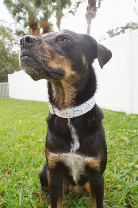Blue Spring Dog Collar
